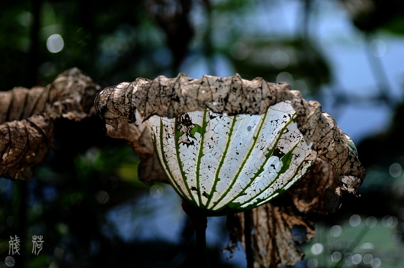 DSC_1562.jpg
