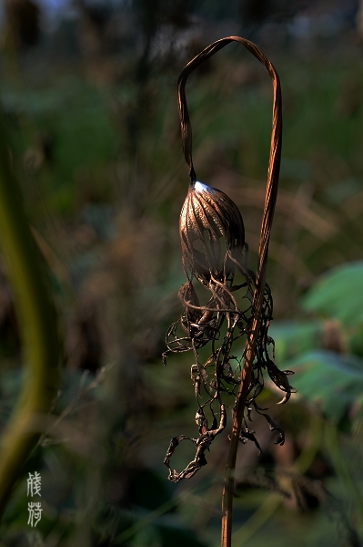 DSC_1577.jpg