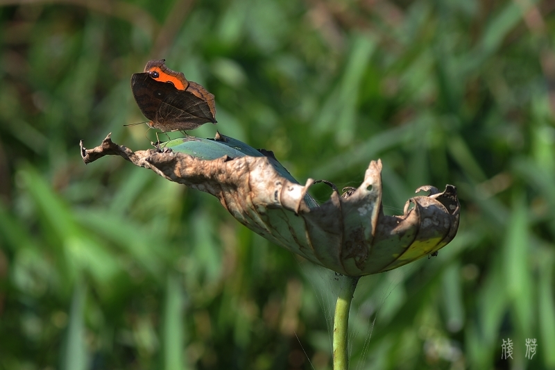 DSC_1582.jpg