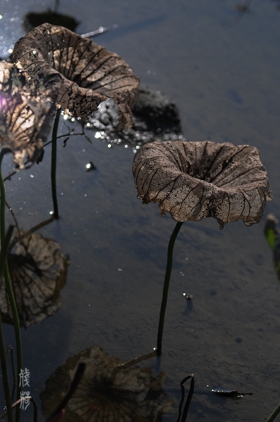 DSC_1607.jpg