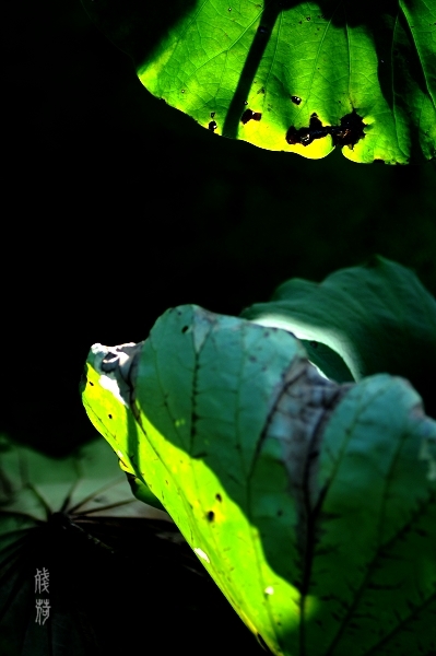 DSC_1625.jpg