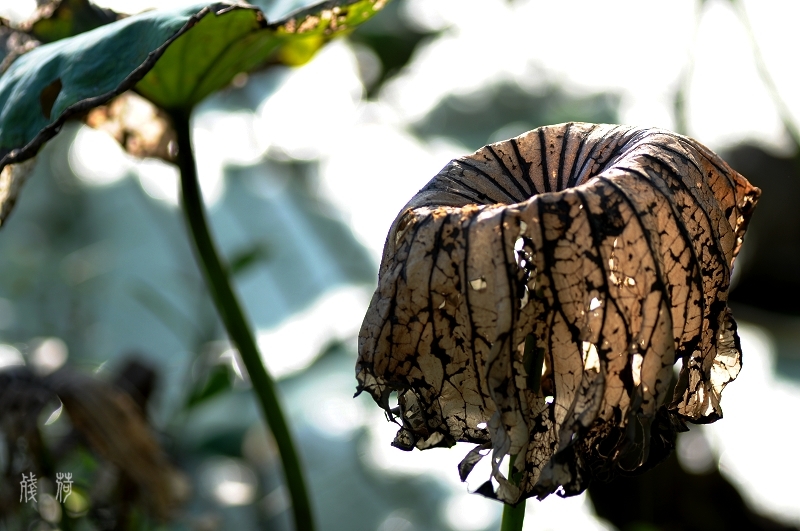 DSC_1631.jpg