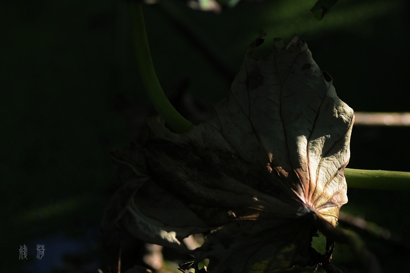 DSC_1637.jpg