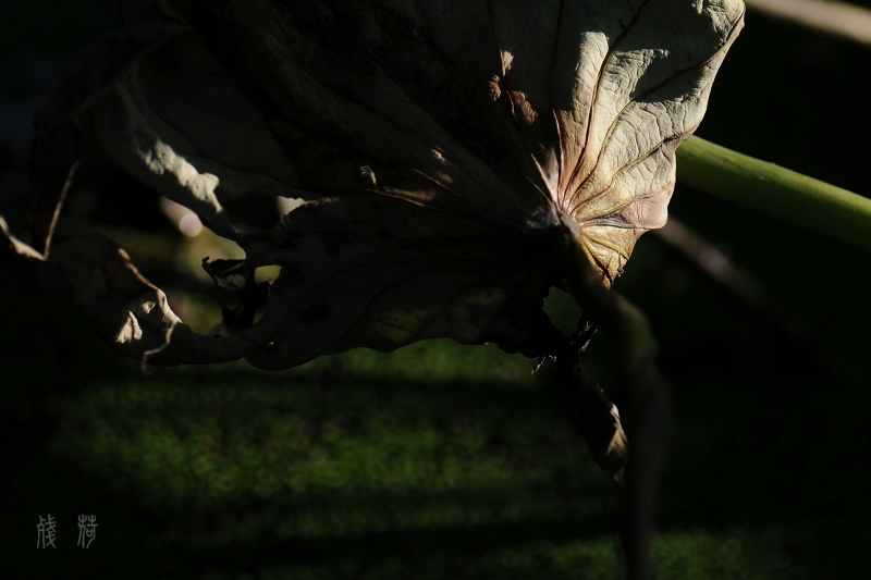 DSC_1638.jpg