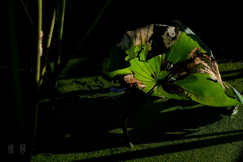 DSC_1649.jpg
