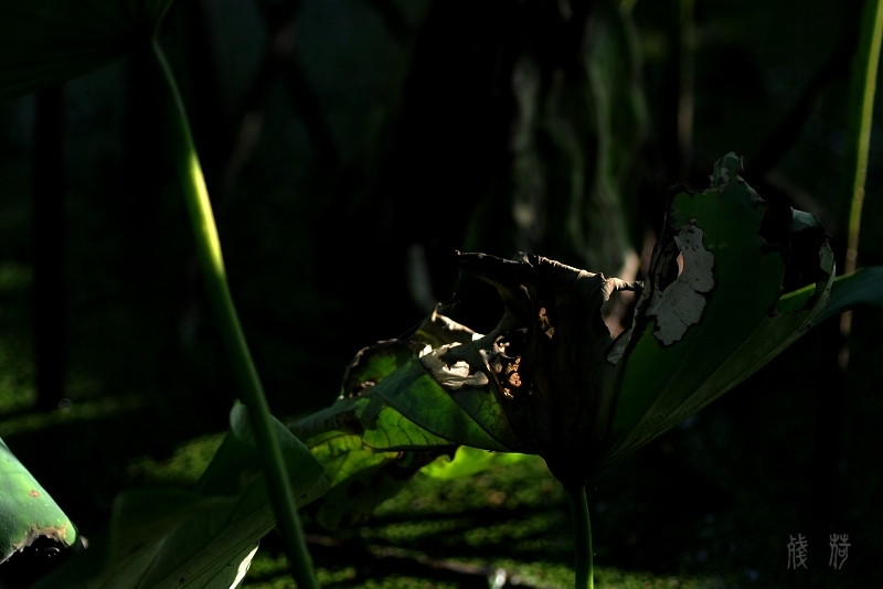 DSC_1652.jpg