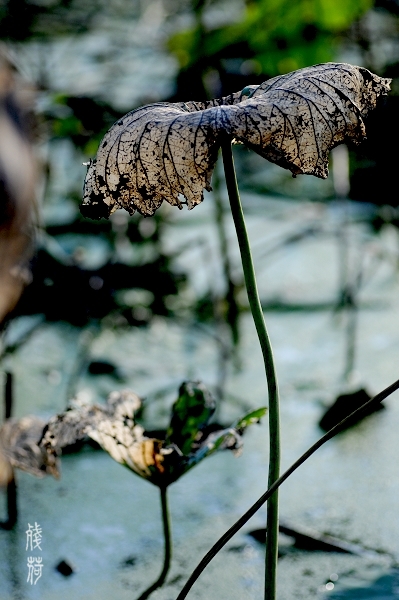 DSC_1666.jpg