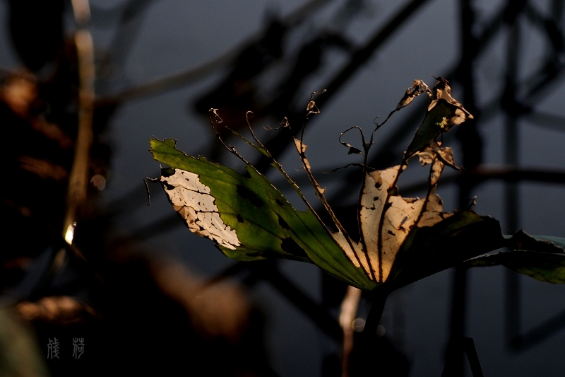 DSC_1673.jpg
