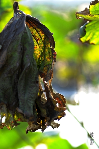 DSC_1678.jpg