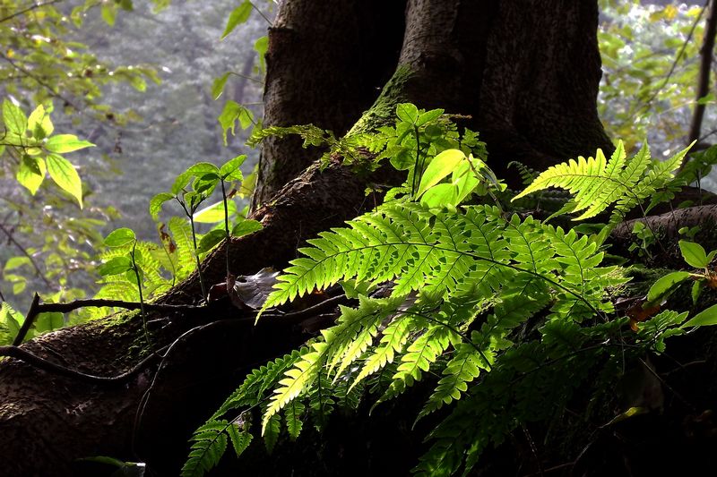 DSCF5720.jpg