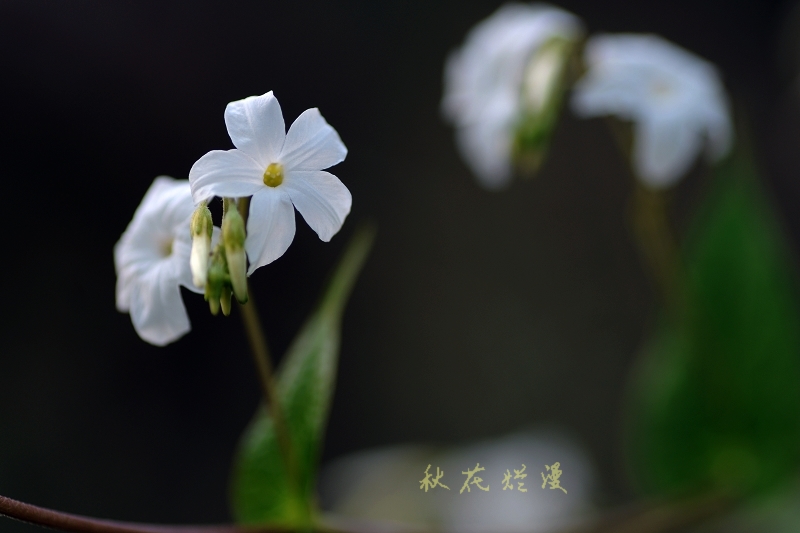 DSC_1844.jpg