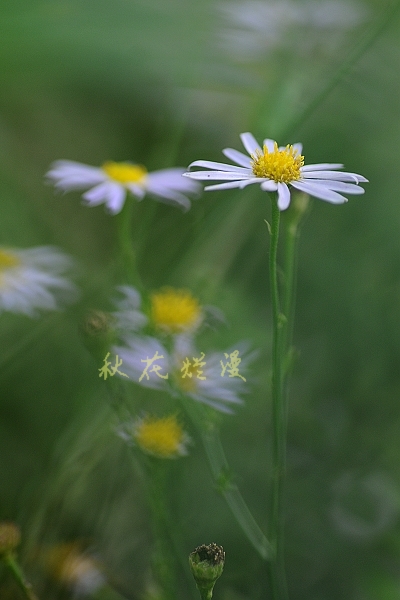 DSC_1851.jpg