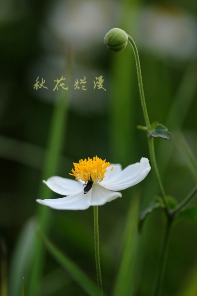 DSC_1853.jpg