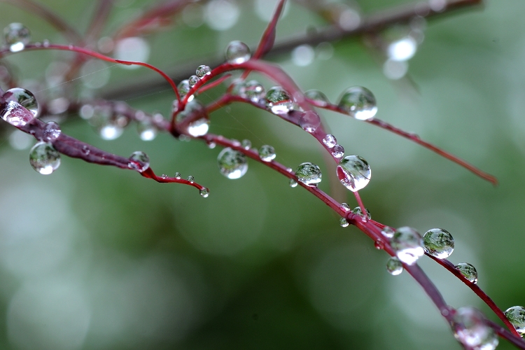 DSC_2227.jpg