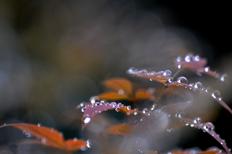 DSC_2239.jpg