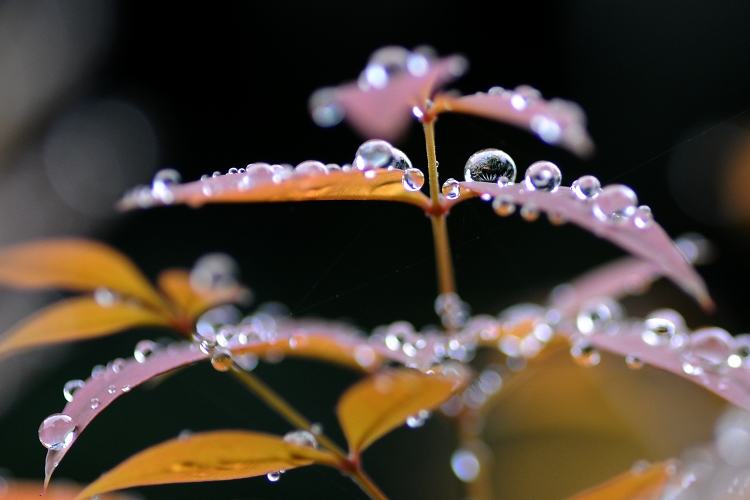 DSC_2246.jpg