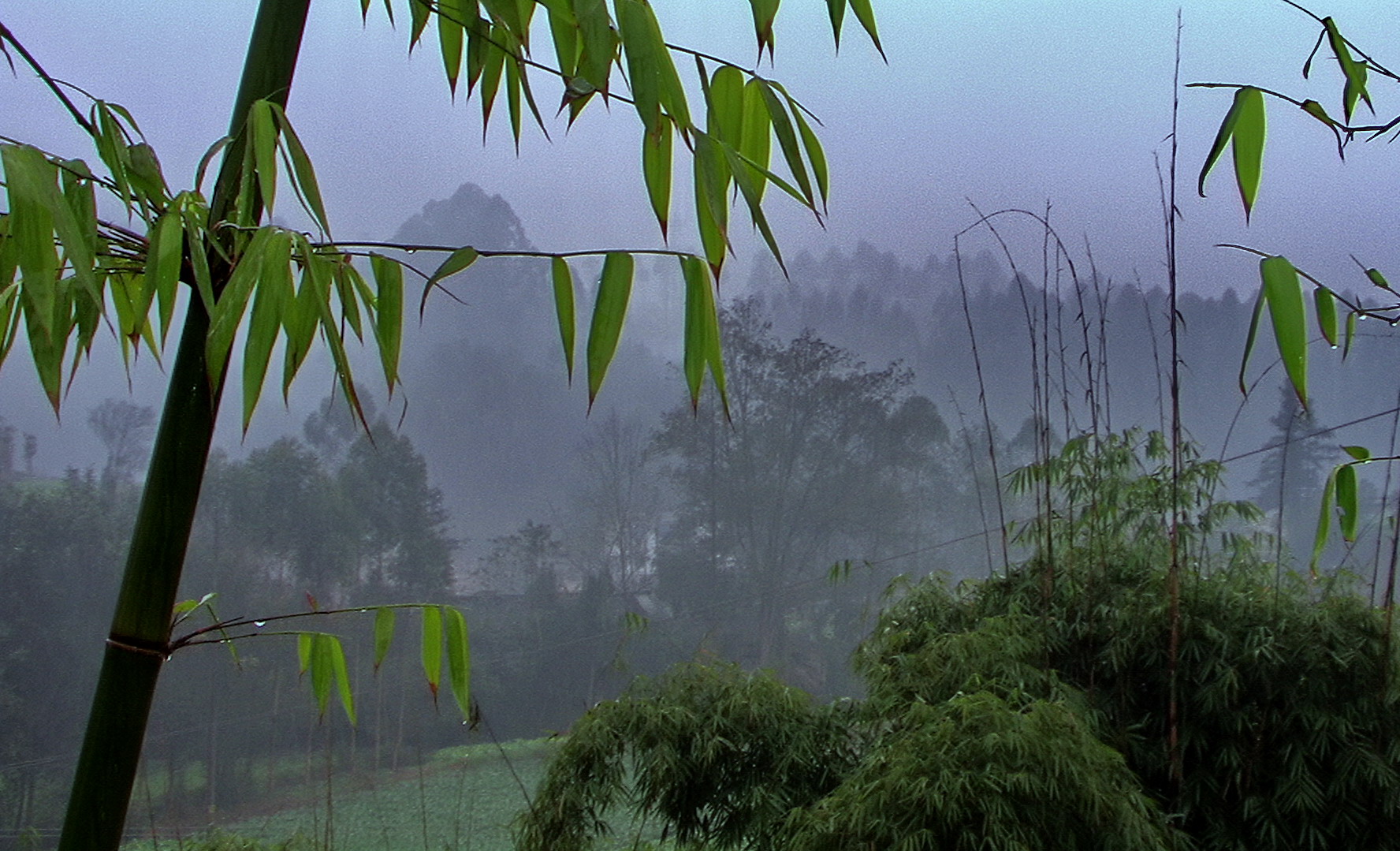 烟雨翠竹.jpg