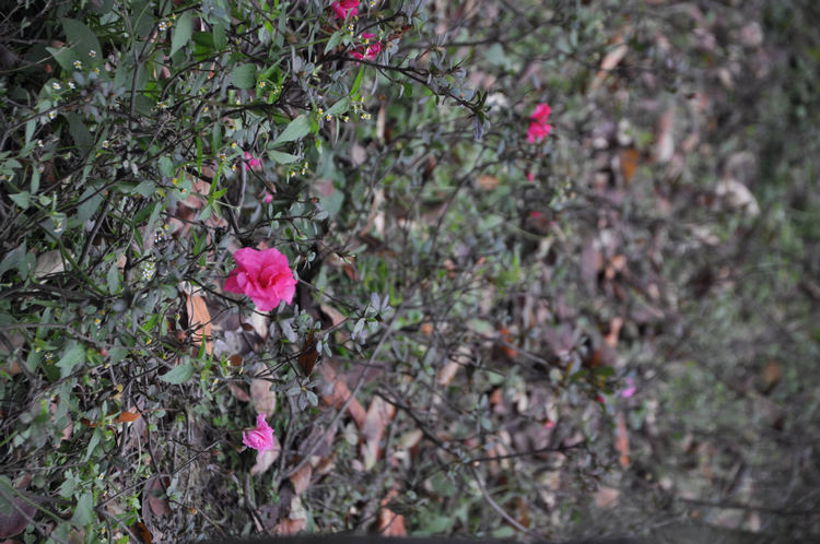 DSC_0029.jpg