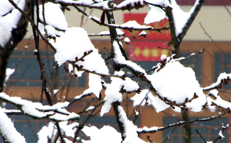 喜暖寒雪.jpg