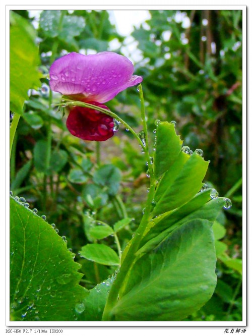 nEO_IMG_豌豆花2_conew1.jpg