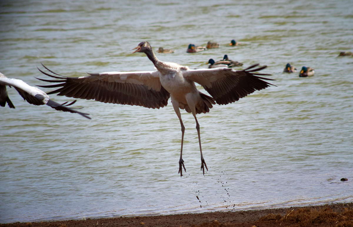 DSC_7511.jpg