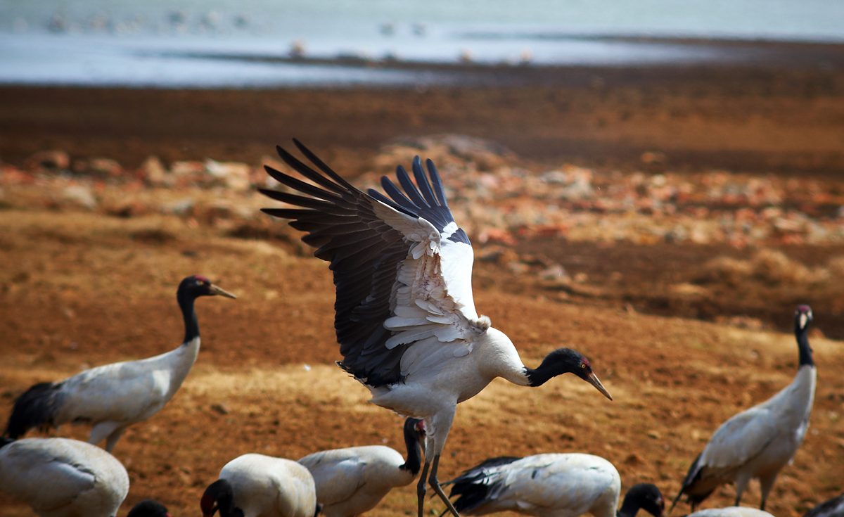 DSC_7595.jpg