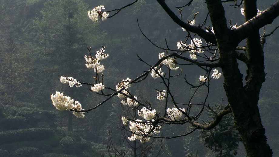 春光樱桃花.jpg