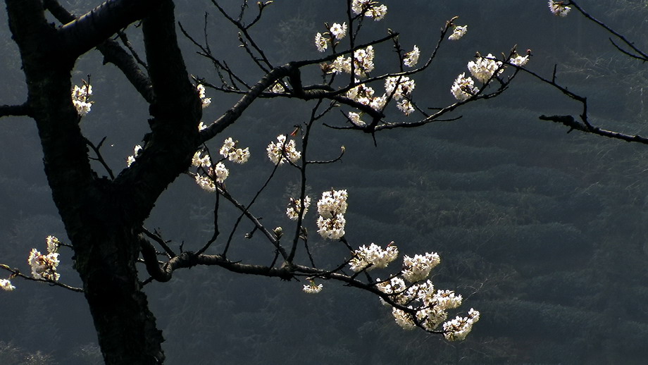 风骨樱桃花.jpg