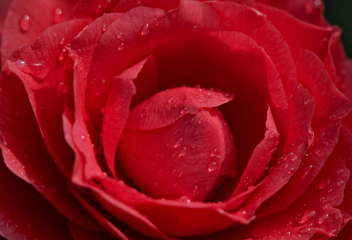 DSC_8085.jpg