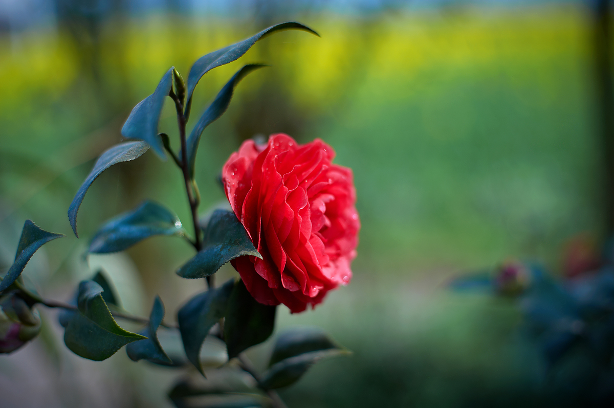 DSC_8104.jpg
