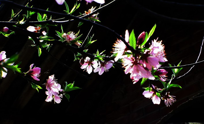 桃花.jpg