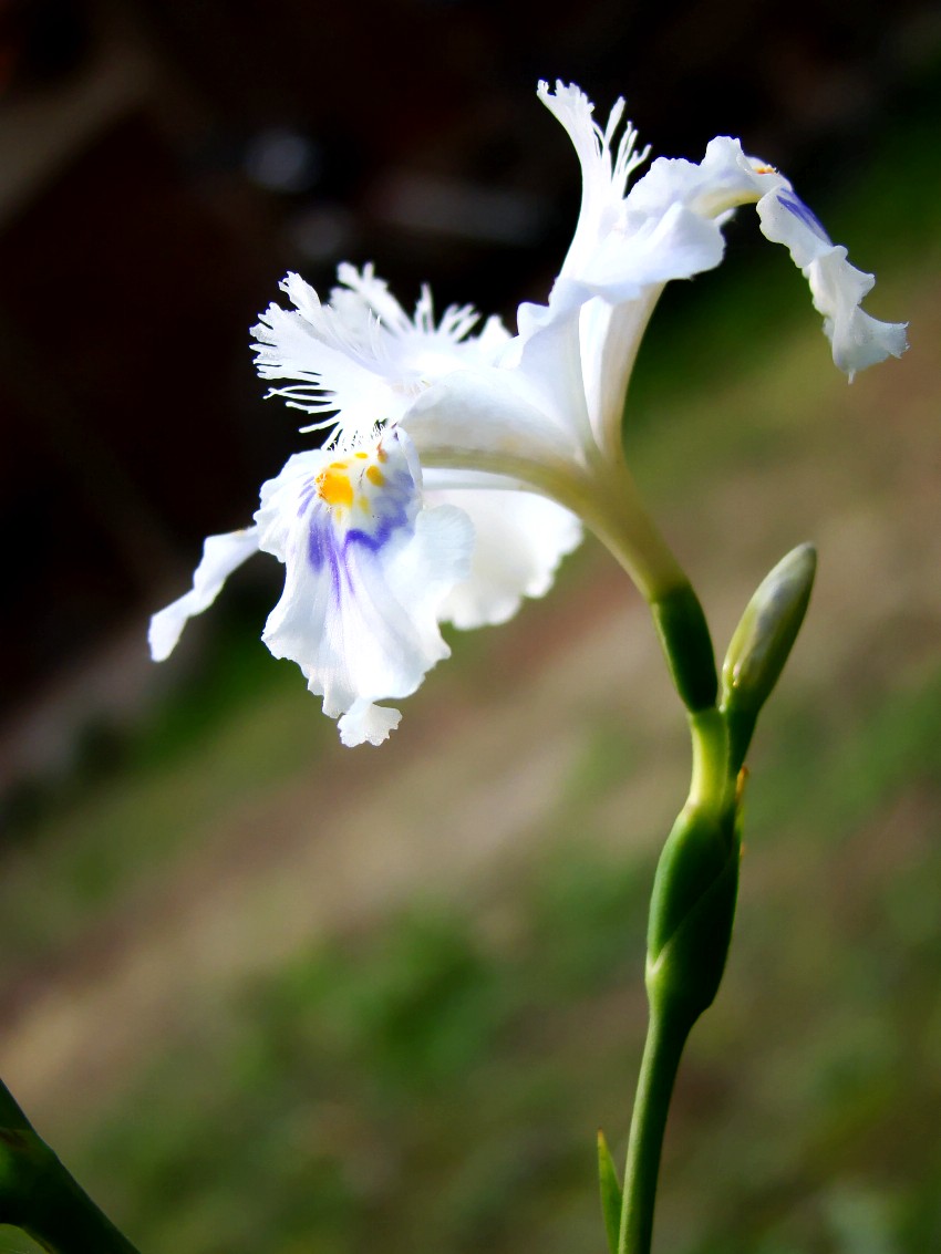 DSC09960_conew1.jpg