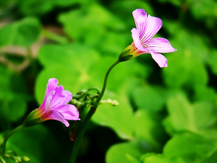 DSC09953_conew1.jpg
