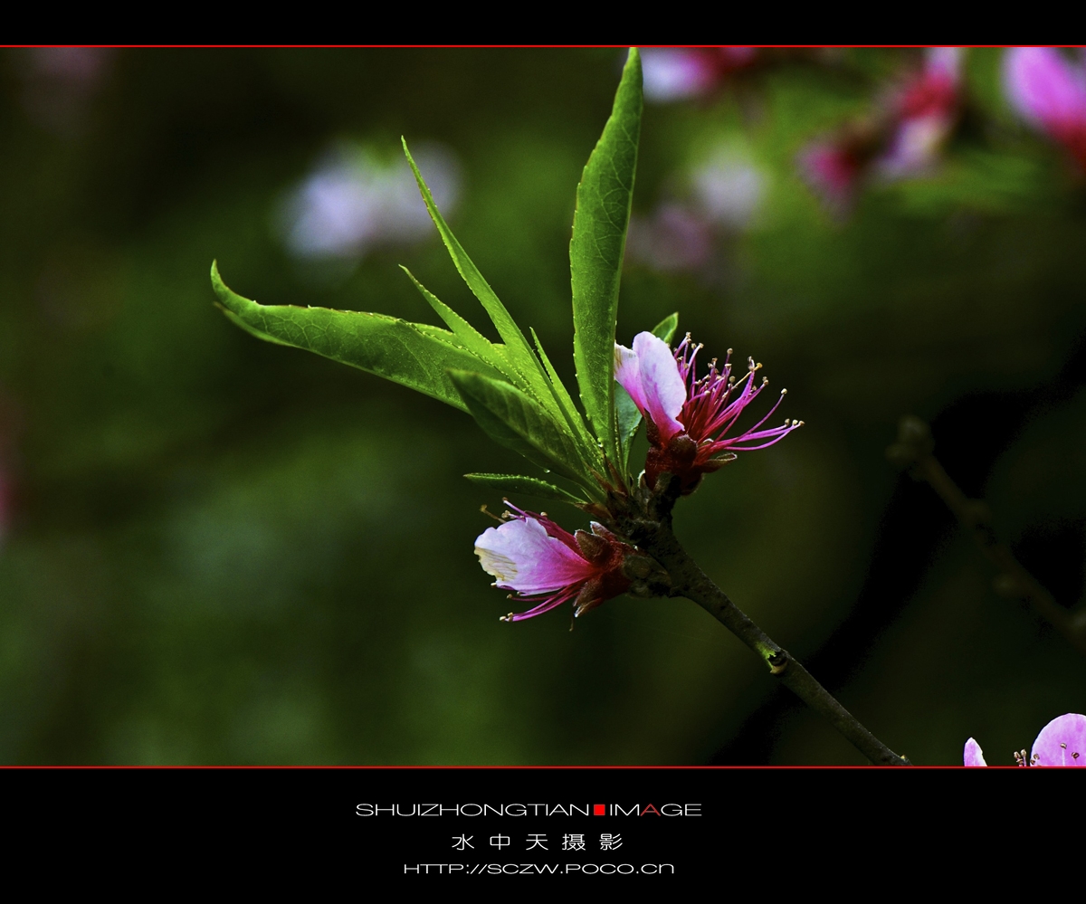 DSC_3633.jpg