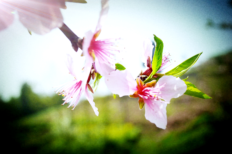 DSC_1146_副本3.jpg