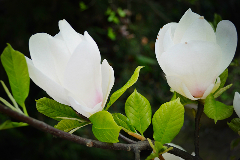 DSC_1210_副本.jpg