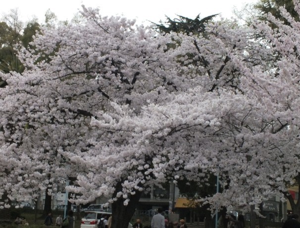 樱花1.jpg