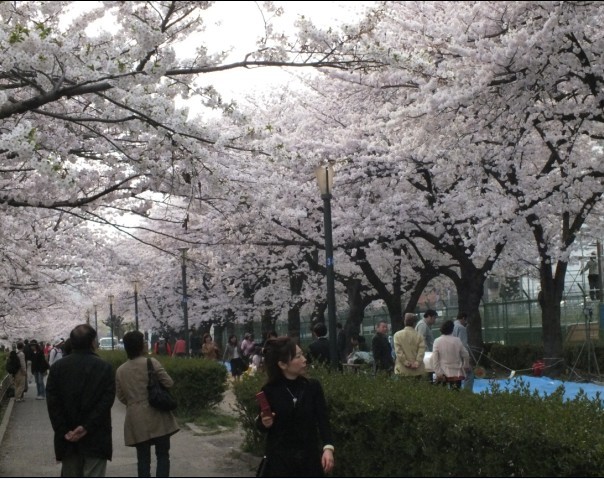 樱花3.jpg