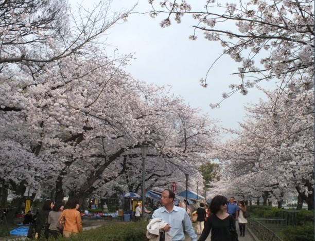 樱花4.jpg