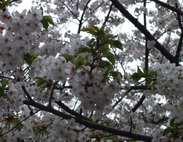 樱花5.jpg