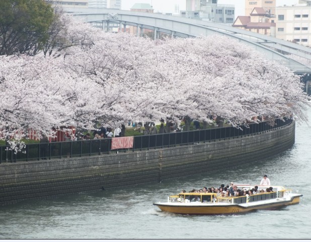 樱花9.jpg