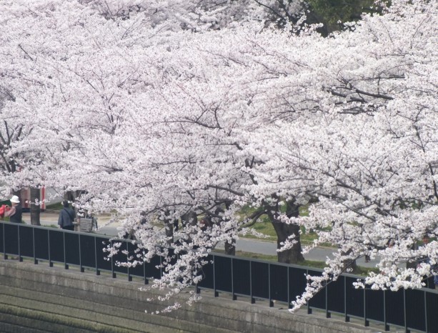 樱花10.jpg