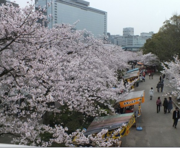 樱花12.jpg