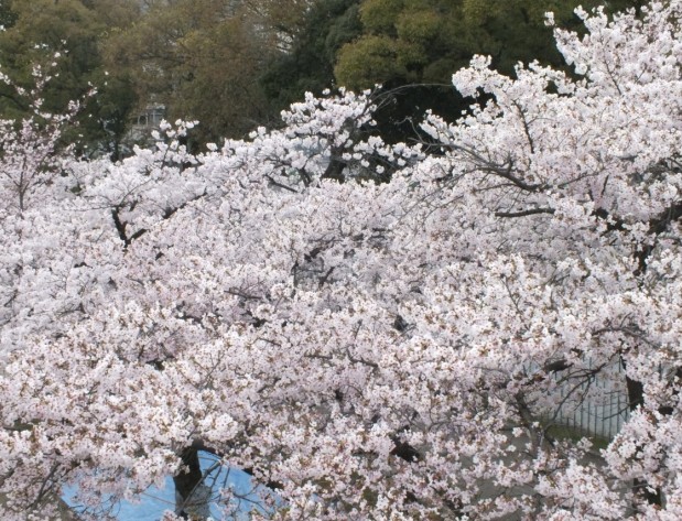 樱花13.jpg
