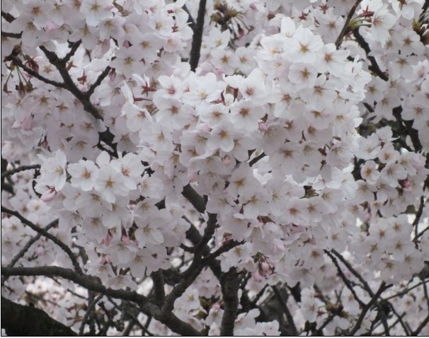 樱花14.jpg