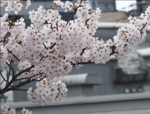 樱花15.jpg