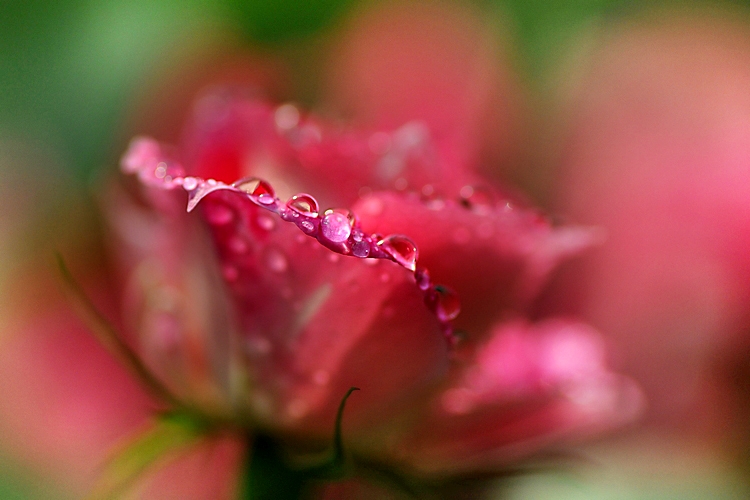 DSC_7238.jpg