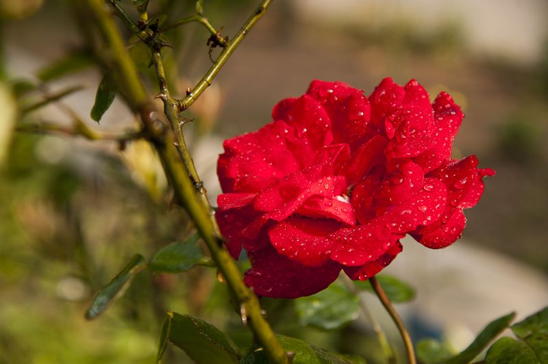 DSC_5973.jpg