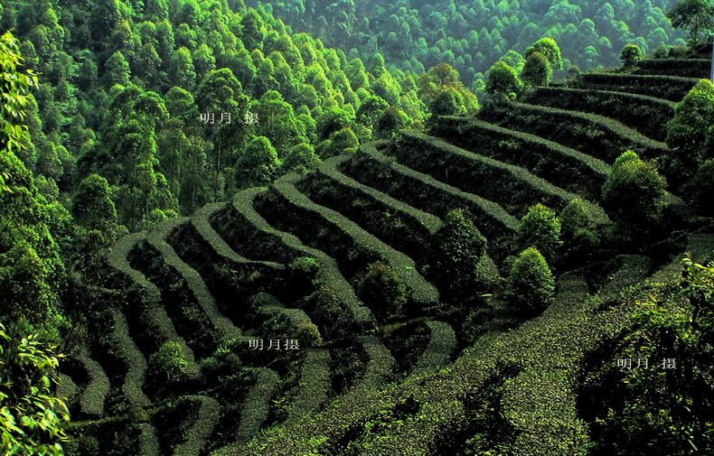 梯形茶山.jpg