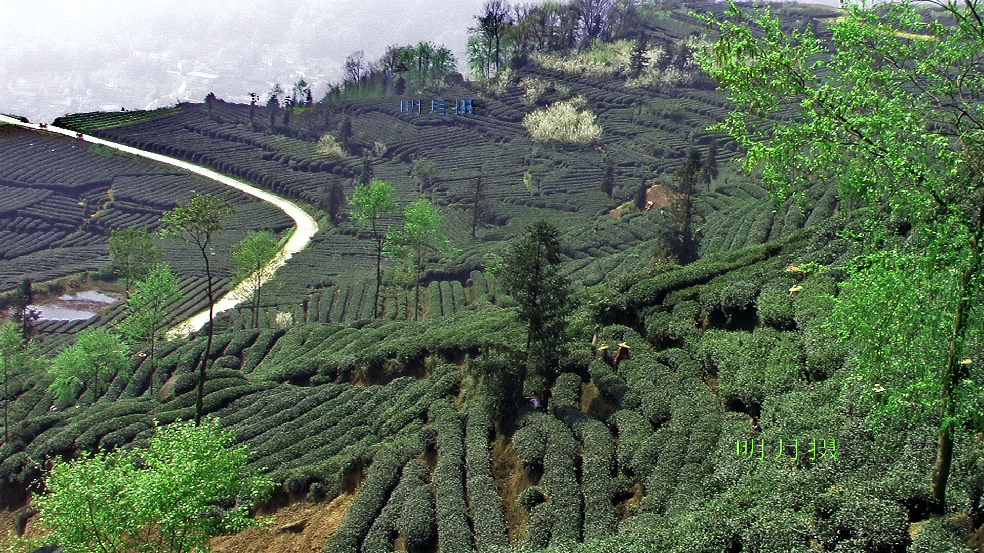 线条茶山.jpg